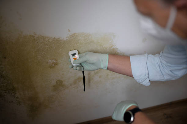 Best Attic Mold Removal  in Eagle Grove, IA