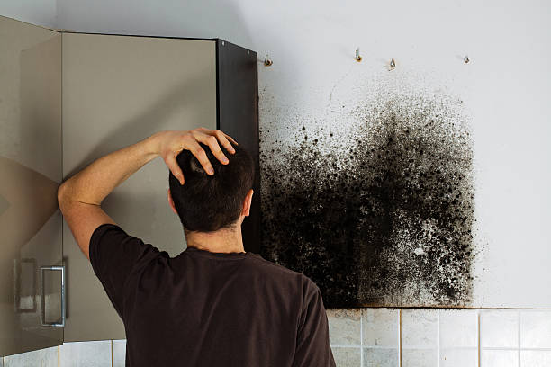 Best Certified Mold Removal  in Eagle Grove, IA