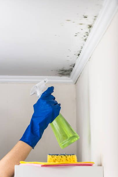 Best Mold Remediation Experts  in Eagle Grove, IA